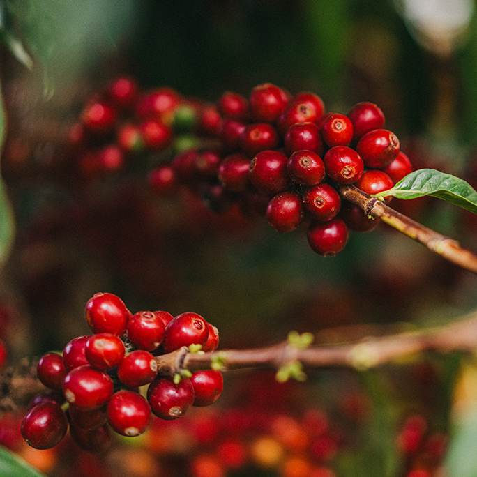 Ripe coffee cherries ready for harvest
